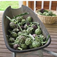 Artichokes!